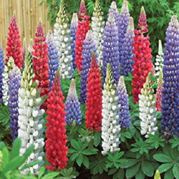 Lupin Pixie Delight Dwarf Seeds Lupin Pixie Delight Dwarf Seeds