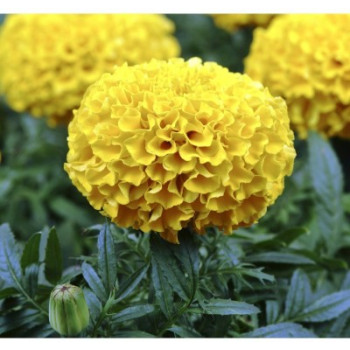 African Mariegold Yellow Seeds