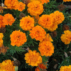 French Marigold Double Orange Seeds 