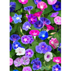 Morning Glory mix Seeds