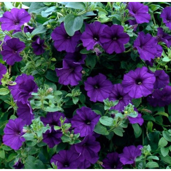 Petunia Blue Seeds
