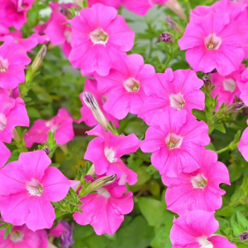 Petunia Pink Seeds