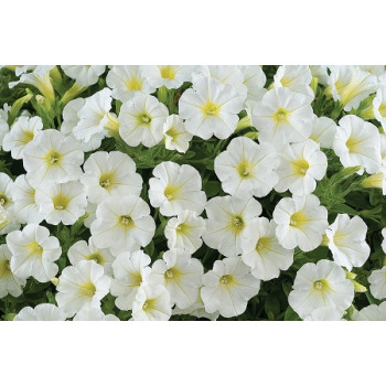 Petunia White 