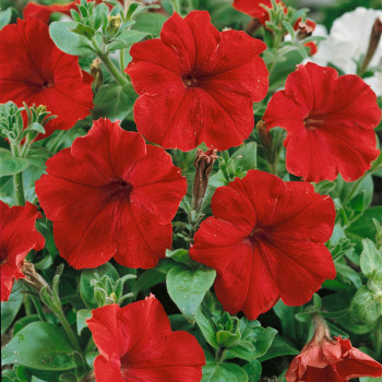 Petunia Scarlet Red Seeds