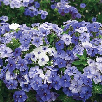 Phlox Beauty  Dwarf Blue Seeds