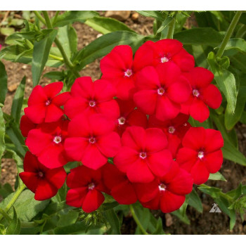 Phlox Beauty  Dwarf Red Seeds