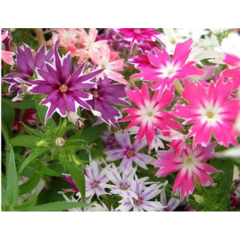 Phlox twinkle star Seeds