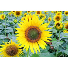 Sunflower Seeds Sunflower Seeds