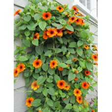 Thunbergia Alata Mix Seeds Thunbergia Alata Mix Seeds