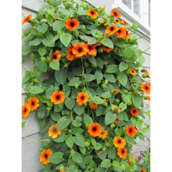 Thunbergia Alata Mix Seeds
