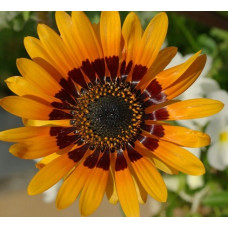 Venidium Fastuosum Orange Prince Seeds Venidium Fastuosum Orange Prince Seeds