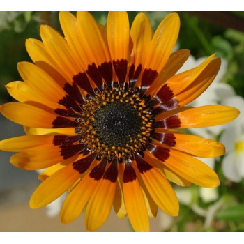 Venidium Fastuosum Orange Prince Seeds