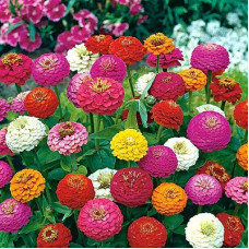 Zinnia Lilliput Mix Seeds Zinnia Lilliput Mix Seeds