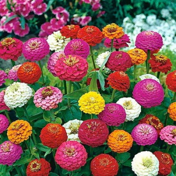 Zinnia Lilliput Mix Seeds