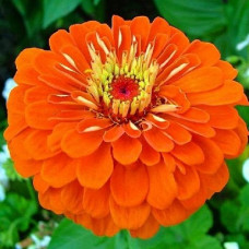 Zinnia Dahlia Orange Seeds Zinnia Dahlia Orange Seeds