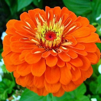 Zinnia Dahlia Orange Seeds