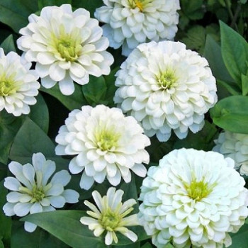 Zinnia Polar Bear white Seeds