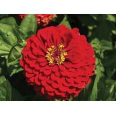 Zinnia Dahlia Scarlet Flame Seeds Zinnia Dahlia Scarlet Flame Seeds
