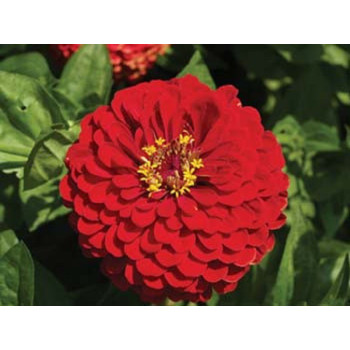 Zinnia Dahlia Scarlet Flame Seeds