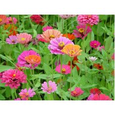 Zinnia Seeds Zinnia Seeds