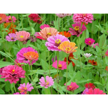 Zinnia Seeds