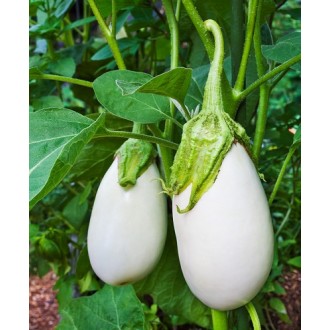 Brinjal White egg plant