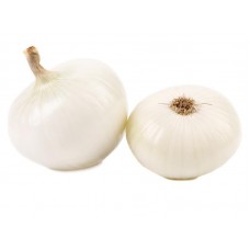 Onion Big - White Globe 