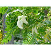 Spinach-Humming Bird (White)Tree
