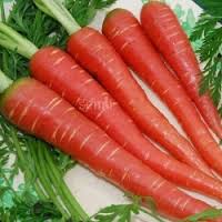 Carrot Red