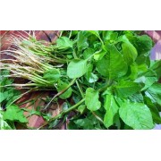 Spinach-Amaranthus blitum