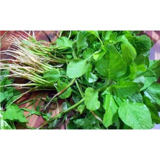 Spinach-Amaranthus blitum