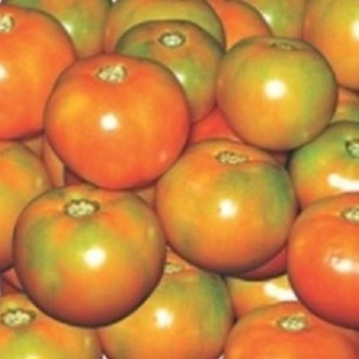 Tomato Seeds  variety : PKM-1