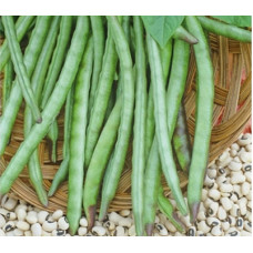 Cowpea Seeds Cowpea Seeds