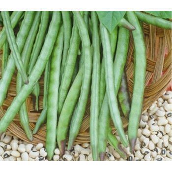Cowpea Seeds