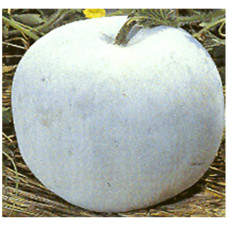 Ash Gourd Seeds