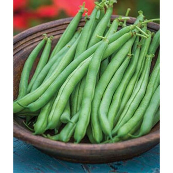 Beans Hybrid Seeds