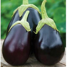 Brinjal Black Beauty Seeds 