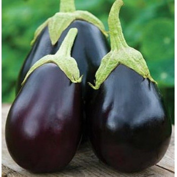 Brinjal Black Beauty Seeds 