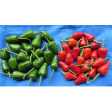 Chilli Green round - PLR1 Seeds Chilli Green round - PLR1 Seeds