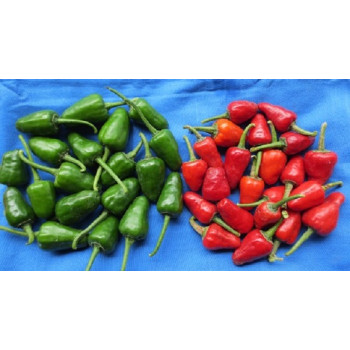 Chilli Green round - PLR1 Seeds