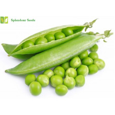 Green Peas Seeds