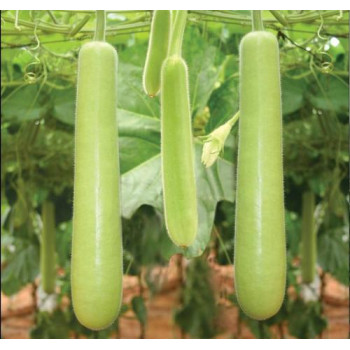 Bottlegourd Long Seeds