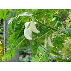 Spinach-Humming Bird (White)Tree Seeds Spinach-Humming Bird (White)Tree Seeds