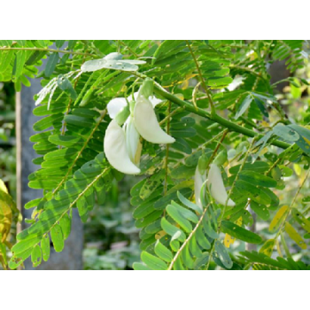 Spinach-Humming Bird (White)Tree Seeds