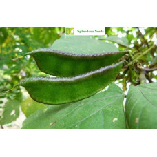 Lablab Bean (Flat beans) Seeds