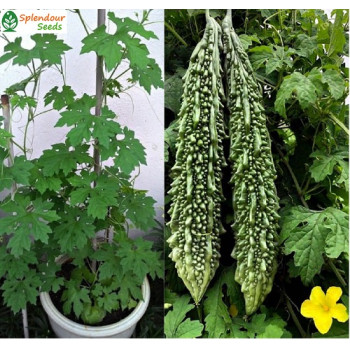 Bitter Gourd Seeds