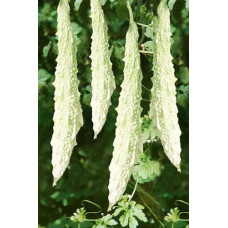 Bitter Gourd White Long Seeds