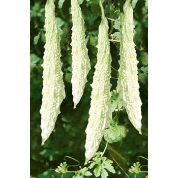Bitter Gourd White Long Seeds