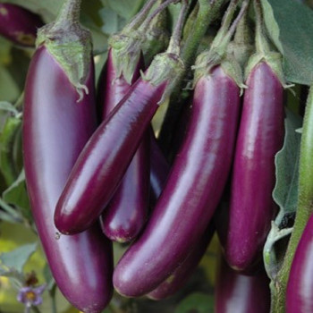 Brinjal Purple Slender Seeds
