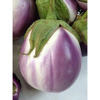 Brinjal - Bhavani Brinjal - Bhavani